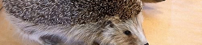 (image for) Save Hedgehogs